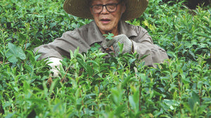the tea master are plucked the green leaves