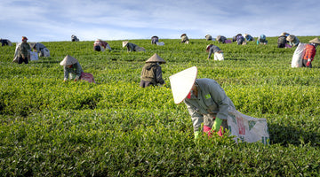 Take a Sip, Grow a Planet: 3 Unique Ways Our Sustainable Tea Supports World Environment Day