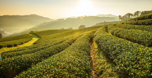 Taiwan’s High-mountain Oolong Tea: 3 Trade Secrets of the Best Oolong on the Planet