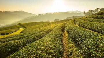 Taiwan’s High-mountain Oolong Tea: 3 Trade Secrets of the Best Oolong on the Planet