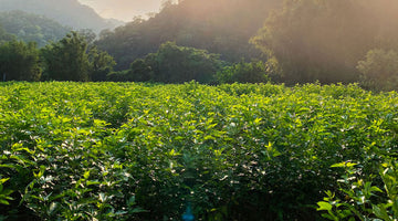 The Last Silkworm Farm