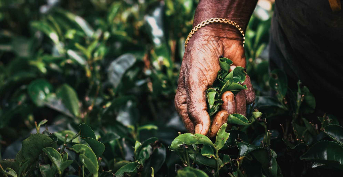 Go Wild: 3 Irresistible Gifts Uncultivated Wild Tea Puts on the Table ...