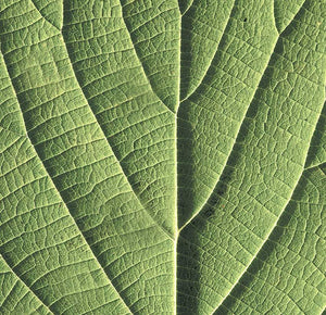 Vein of green leaf