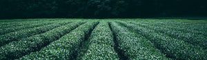 rows of tea plants stretching from the front to the back