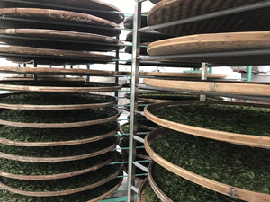the freshly picked leave are laid out in large troughs and shelves to wither