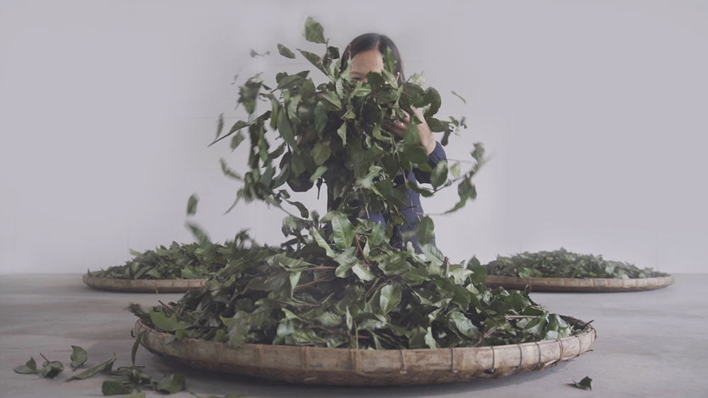 Dr. I Han(Formosan Farms) – OrientalTeaBox