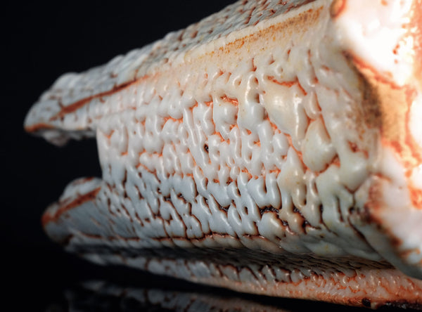 Hayashi Shotaro (林正太郎), Japanese (b. 1947)