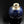 將圖片載入到圖庫檢視器中， Blue and white ceramic vase on a black background
