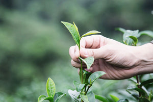 the tea master are picking green leaves