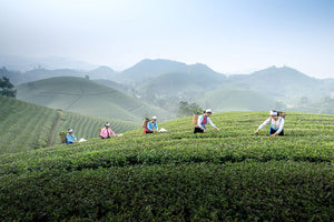 the tea master picking green leaves at high elevations