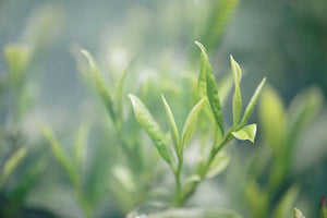 Verdant green leaves in the tea field